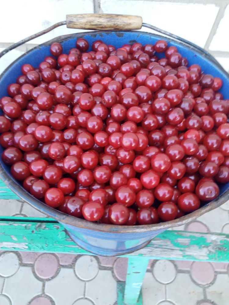 Продам вишню 10 литров