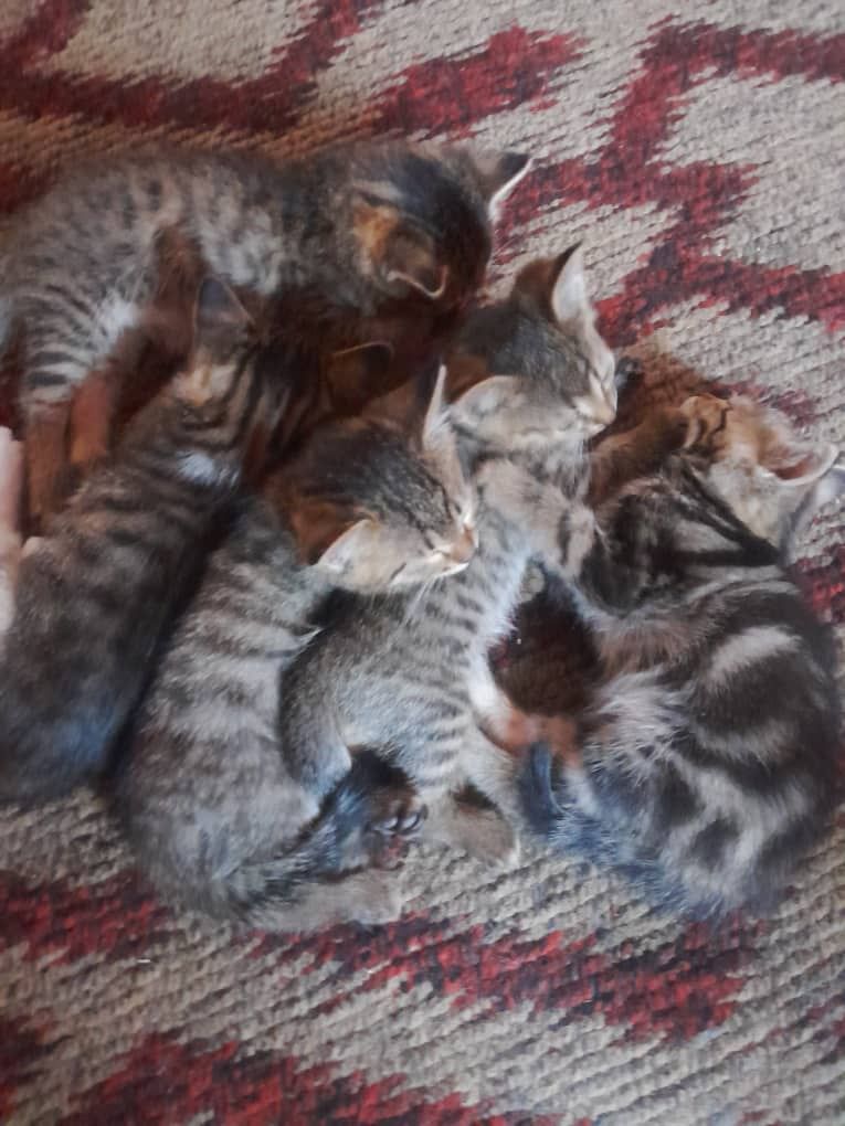 Mushukchalar yaxshi qo'llarga bepul beriladi