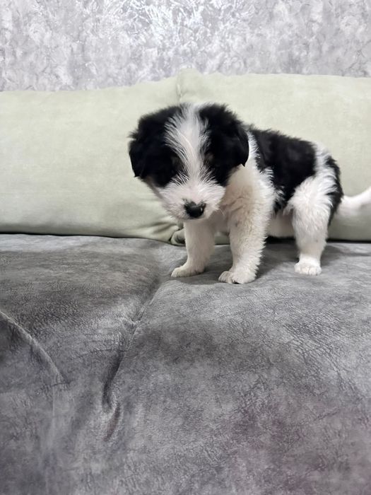 Паренёк дворянин