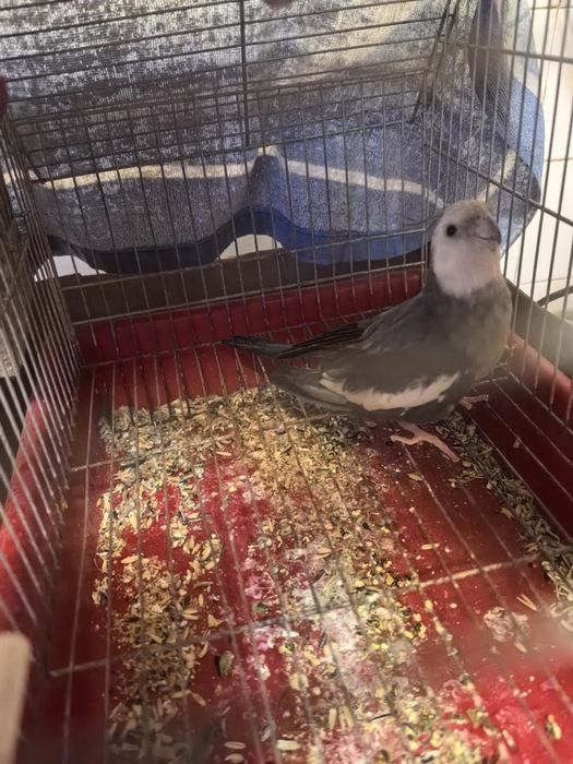 Папагал Корела мъжки