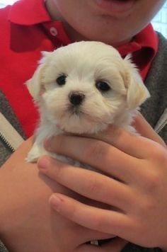 Bichon maltez mini toy