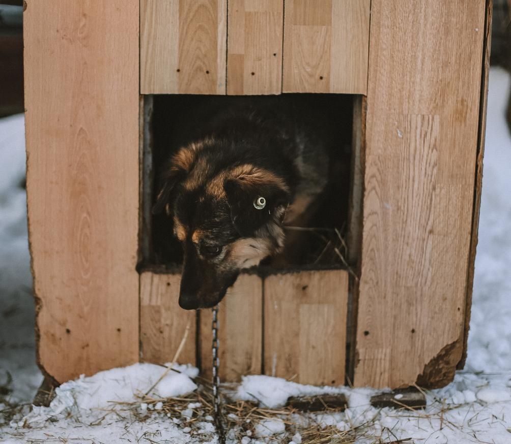 Отдам в хорошие руки