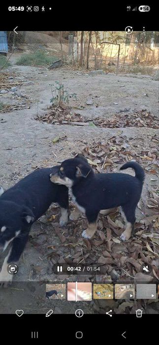 Бесплатно шенки 1,5 месяца