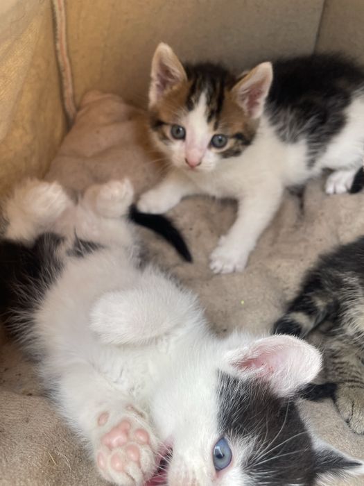 Ofer spre adoptie puiuți de pisica