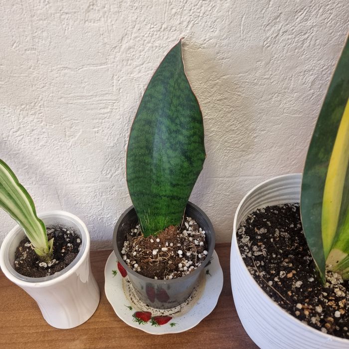 Сансеверии разных сортов