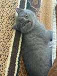 Pisic British Shorthair