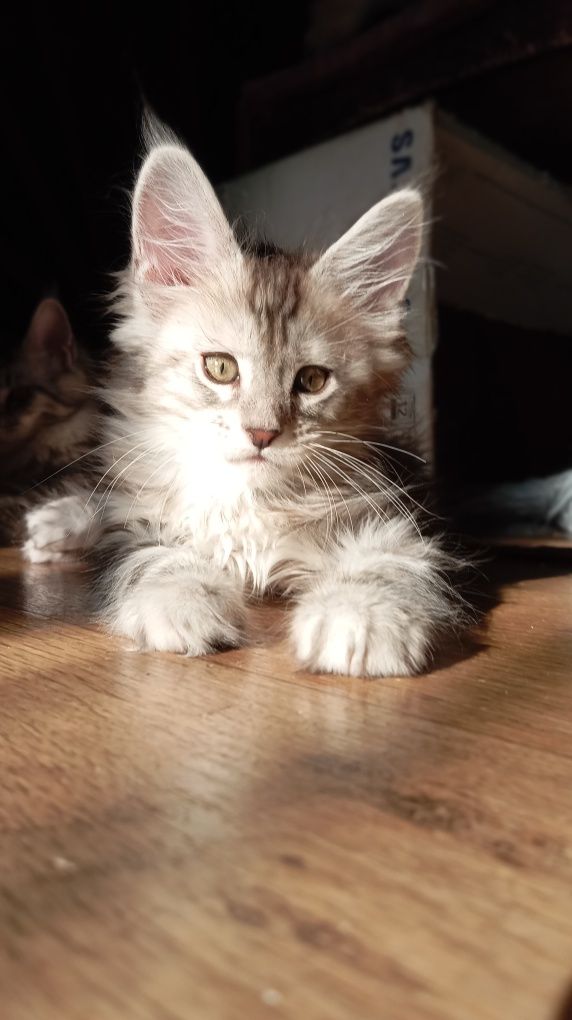 Шикарные котята для Вас! Питомник "Fluffy Tale"