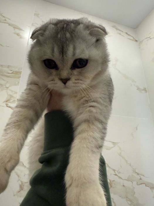 Котята скоттиш страйт