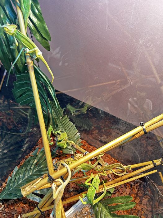 Йеменски хамелеони