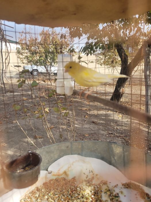 Плановой канарекала сотилади