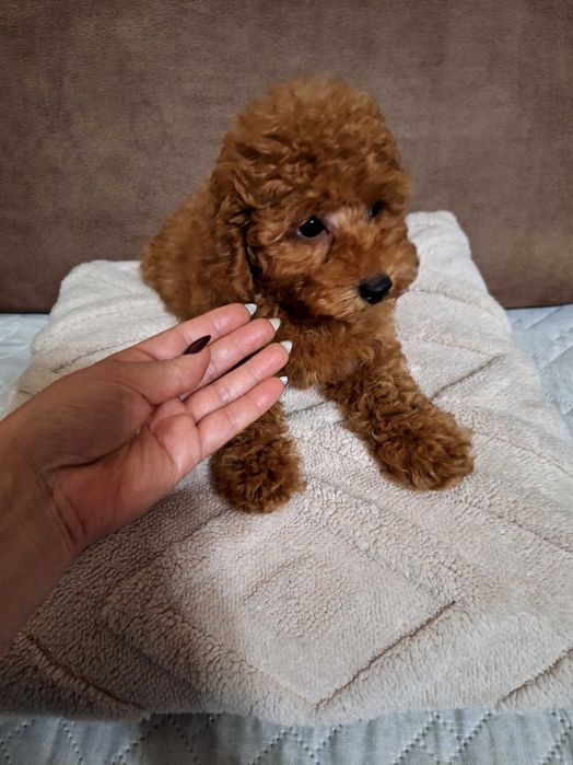 Той пудел,родители с Fci Родословие