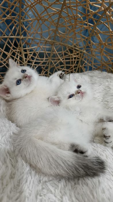 Продаётся чистокровные котята колорные