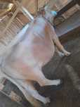 Vand 2 vaci gestante