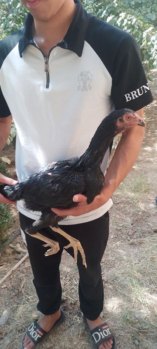 Dakan joja 3 oyli narxi kelishamiz