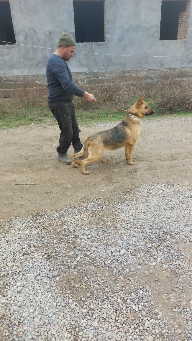 Собака  Немецкая овчарка