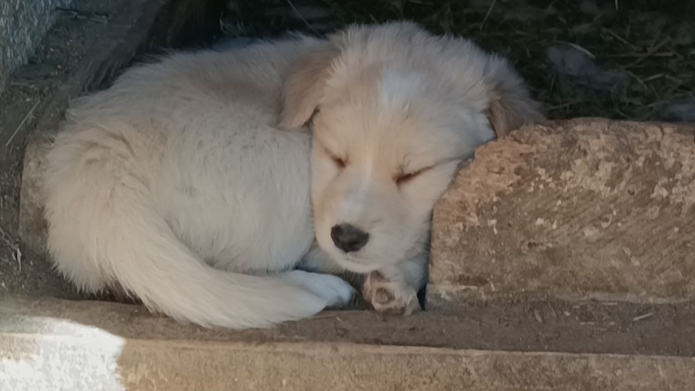Cățelușe spre adopție