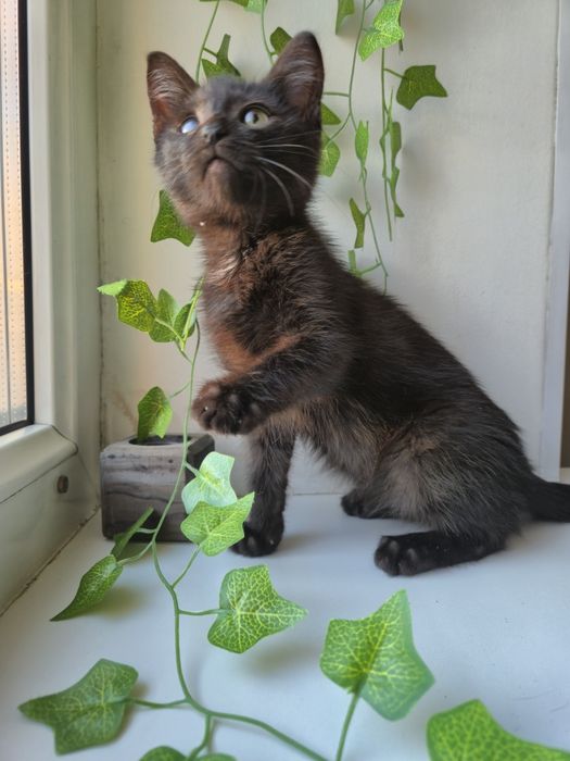 Очень ласковый котенок