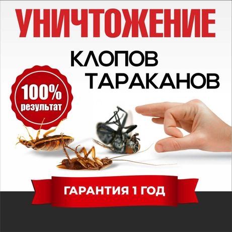 Уничтожение клопов и тараканов.