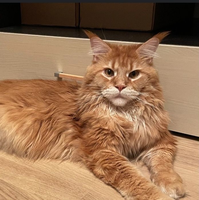 Продам кота Мейн кун и кошку