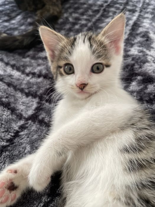 Отдам котёнка в Хорошие руки