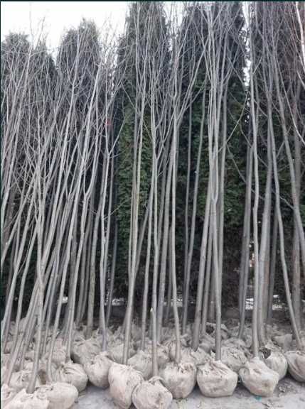 Tei , Mesteacan , Platan , artar, Calitate extra transport gratuit!