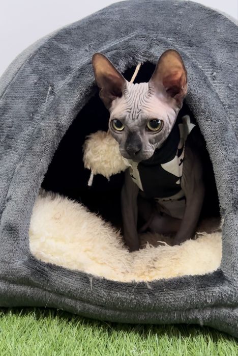 Pui Sphynx Canadian