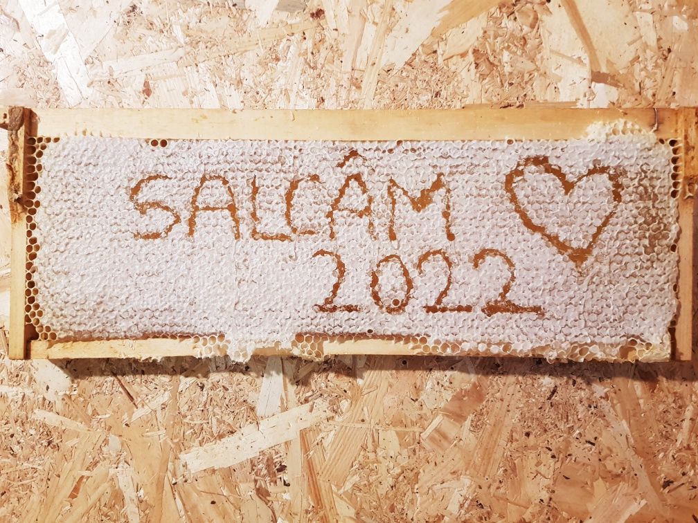 Miere Salcam 2023