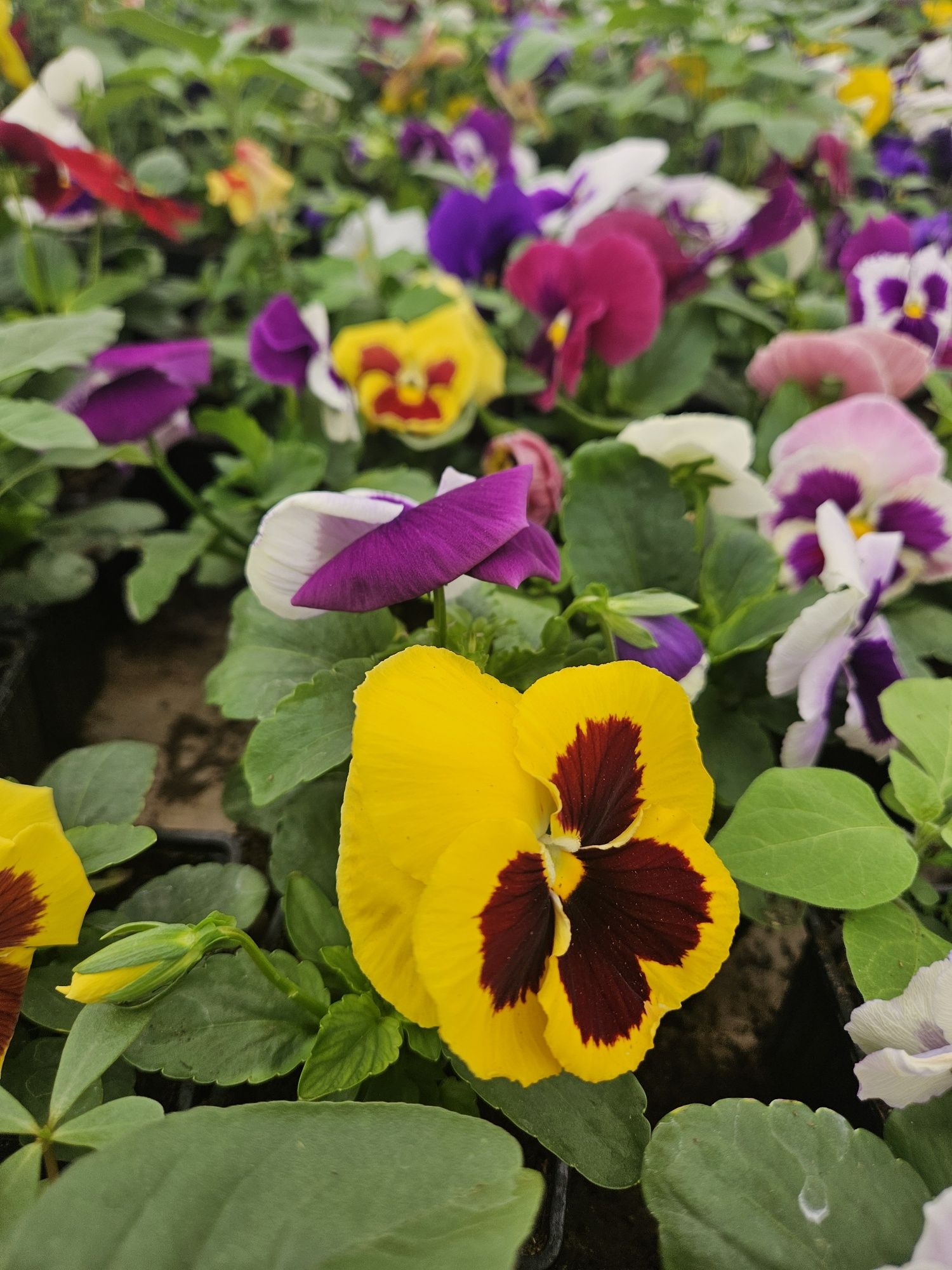 Flori de gradina la pahar