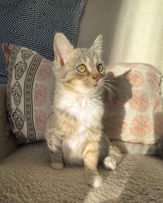 Трицветно женско коте търси дом