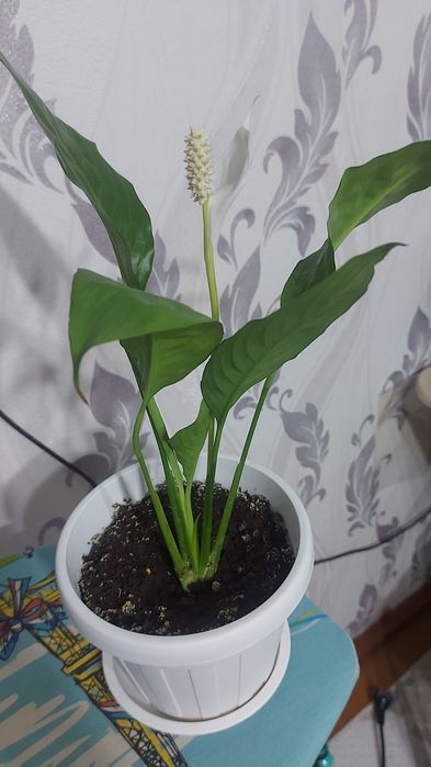 Продам цветы комнатные