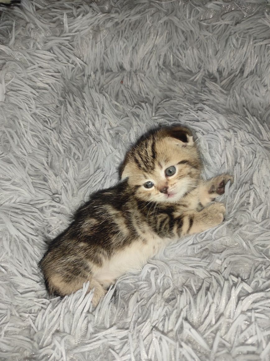 Продается кошечка.
