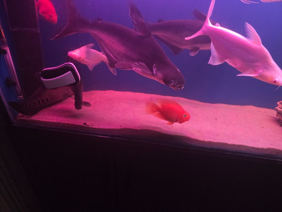 Akula va noj baliqlar sotiladi