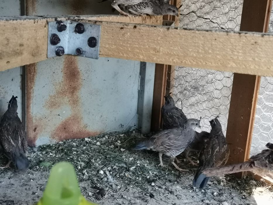 Prepelițe californiene