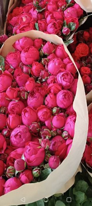 Кафолатлик Асартимент Атиргул Кучатлари СОТИЛАДИ