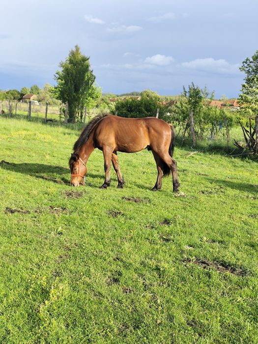 Vând mânz de un an jumate