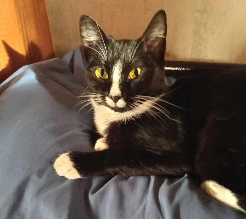 Отдам кошку в добрые руки