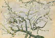 Фототапет wall mural 26 almond blossom