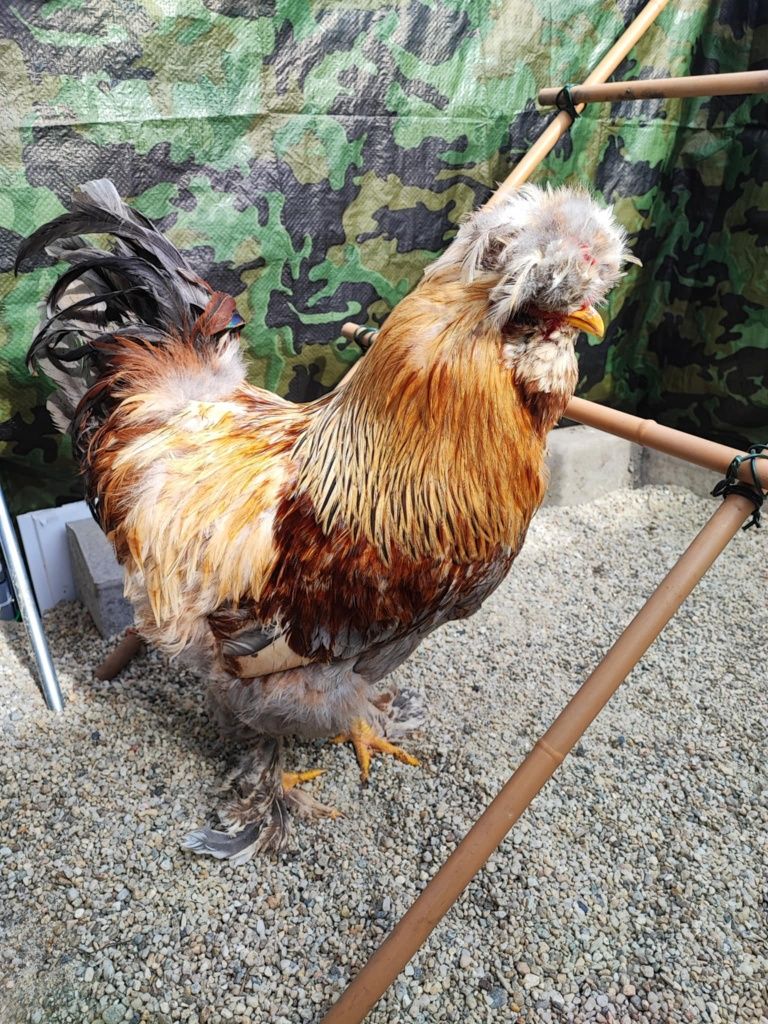 Cocos moțat bărbos+ găină moțată bărboasă+puica moțată oua verzi
