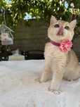 British shorthair golden