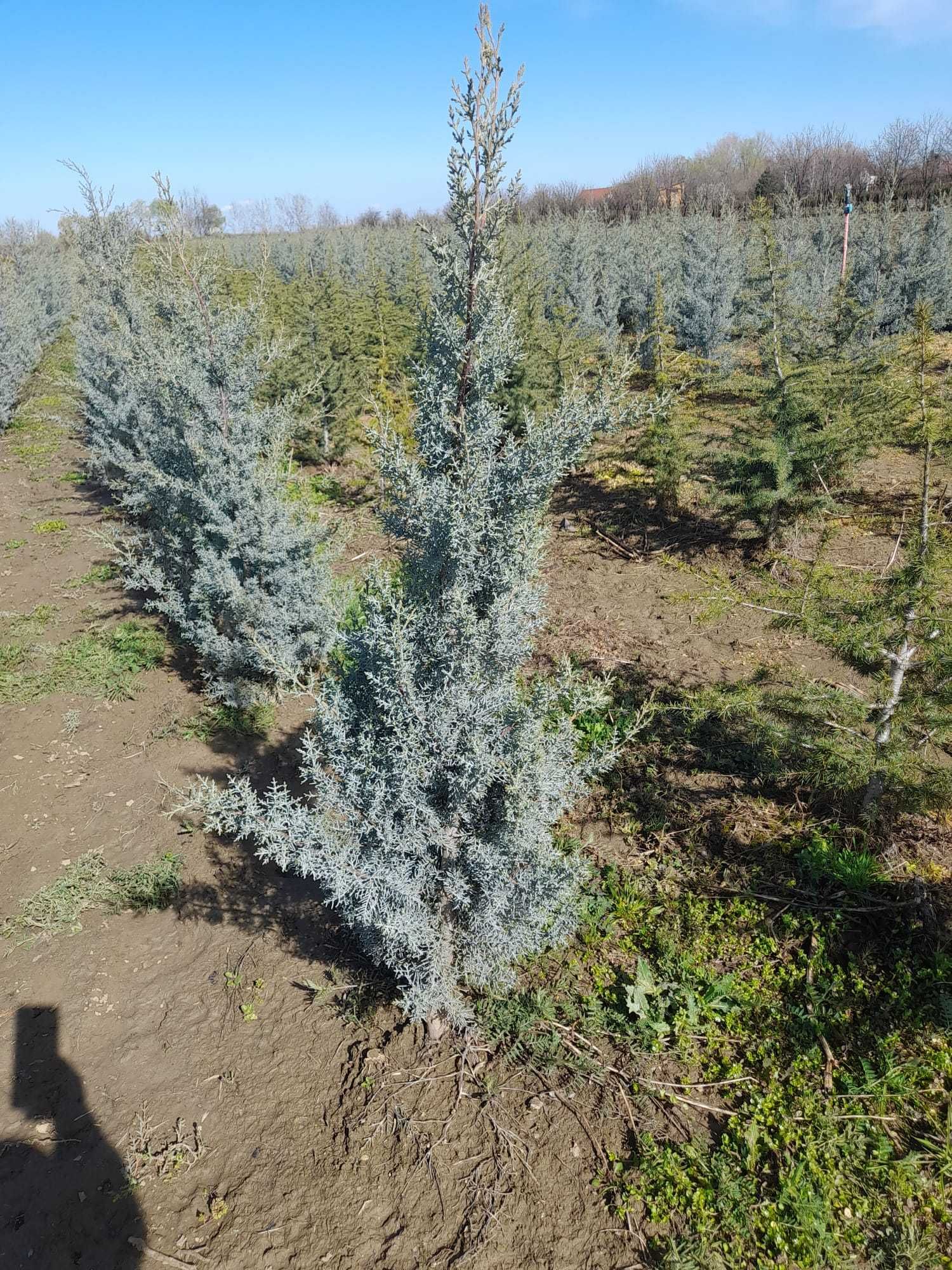 Crește-ți grădina cu plante ornamentale de calitate!