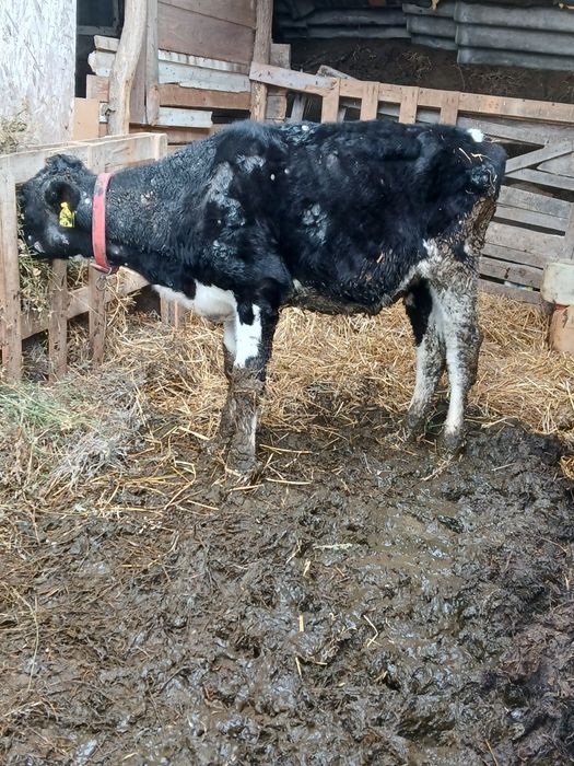 Vitea holstein de vanzare