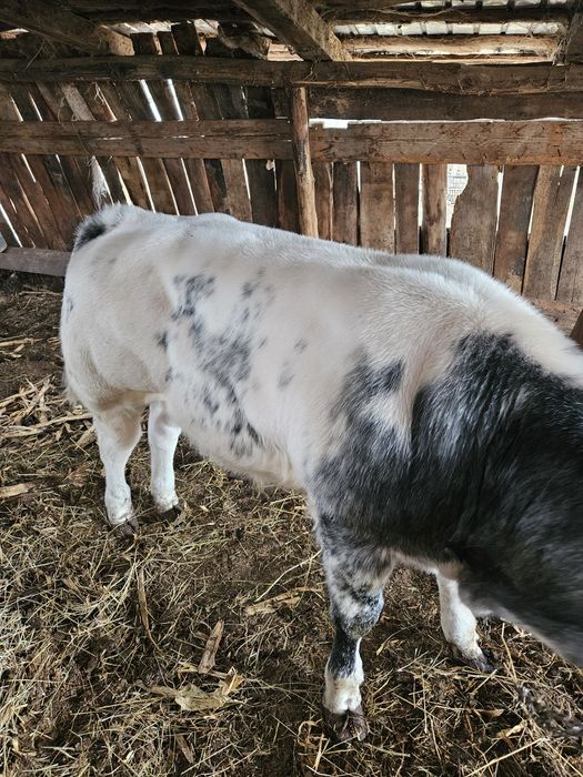 Vitel albastru belgian