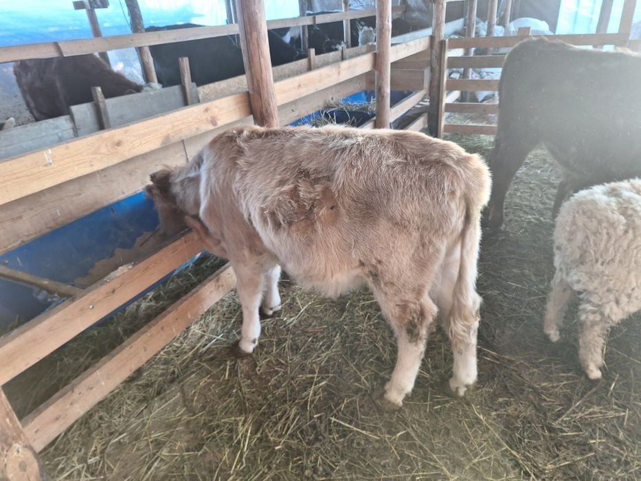 Продам Бычков  Мощьные