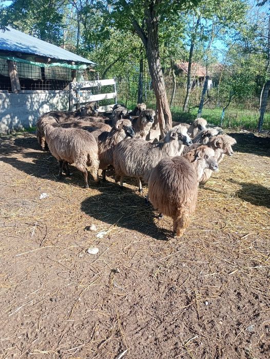 Oi bucălai de vanzare