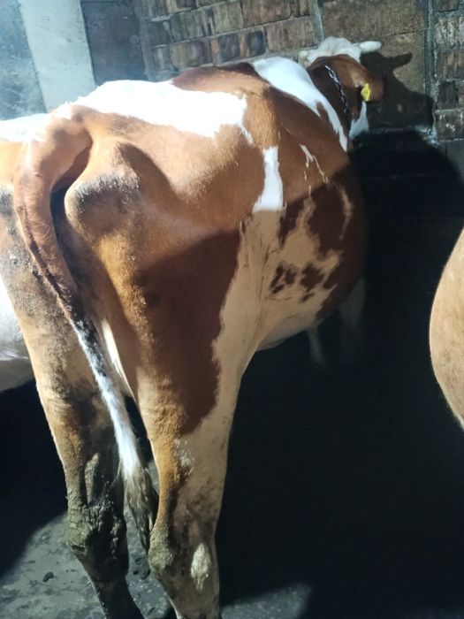 Vaca de vânzare sau scimb