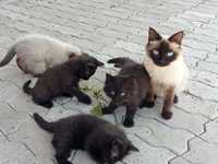 Продаются сиамские котята