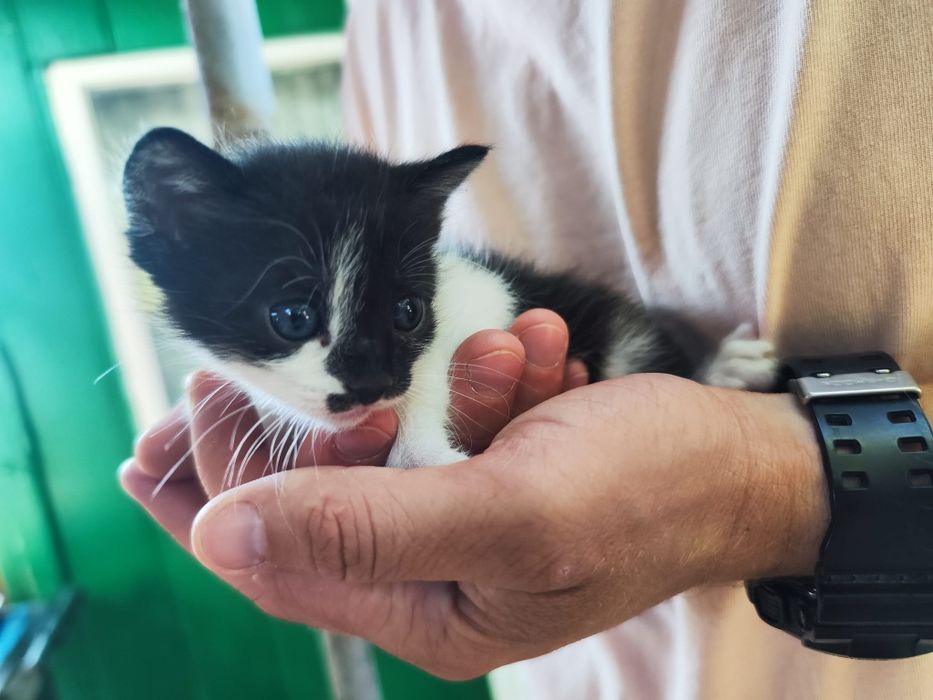 Ofer spre adopție pui pisica
