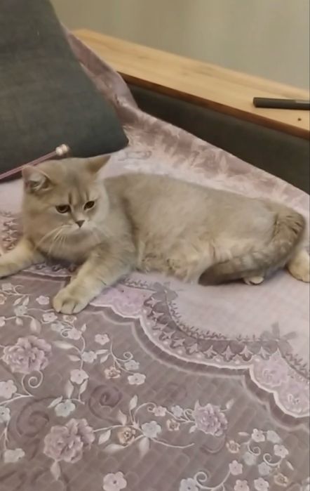 Продается котенок шиншила