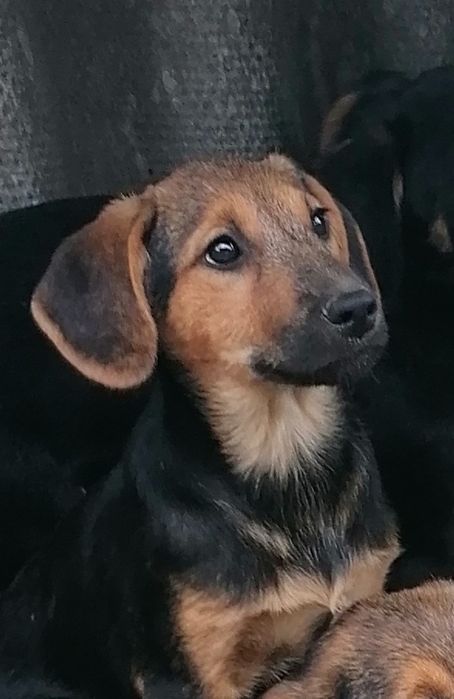 Adopție cățelușă deosebită!