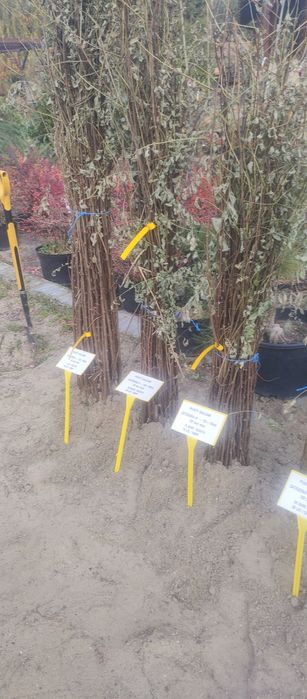 Puieți salcâm frasin mesteacăn fag carpen tei